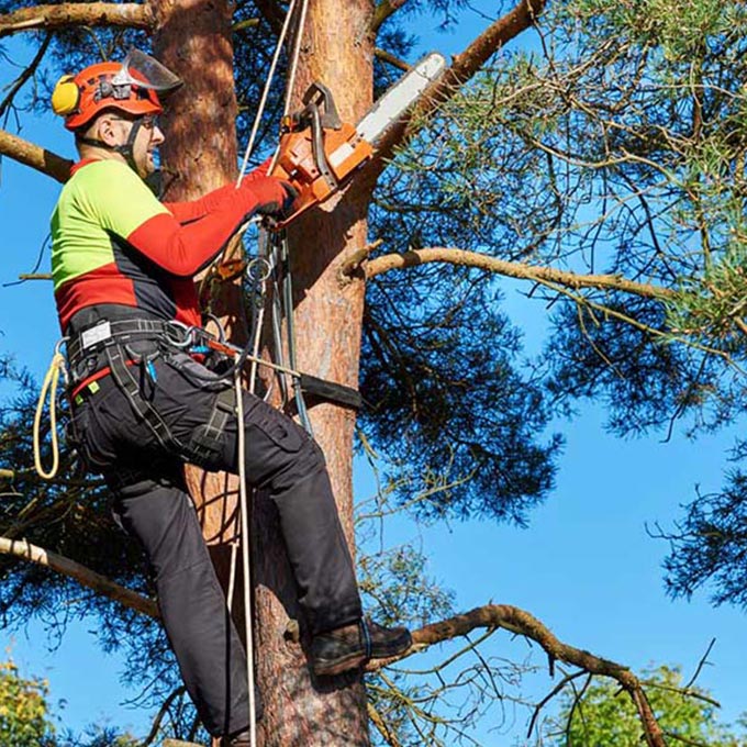 Midwest Tree Moving LLC Arborist Services